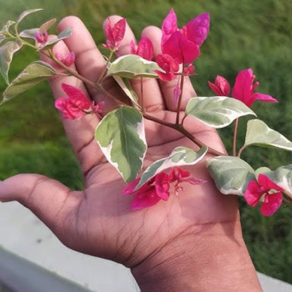 Bougainvillea Variegated Dr.Rao (Paper Flower) Rare Flowering Live Plant