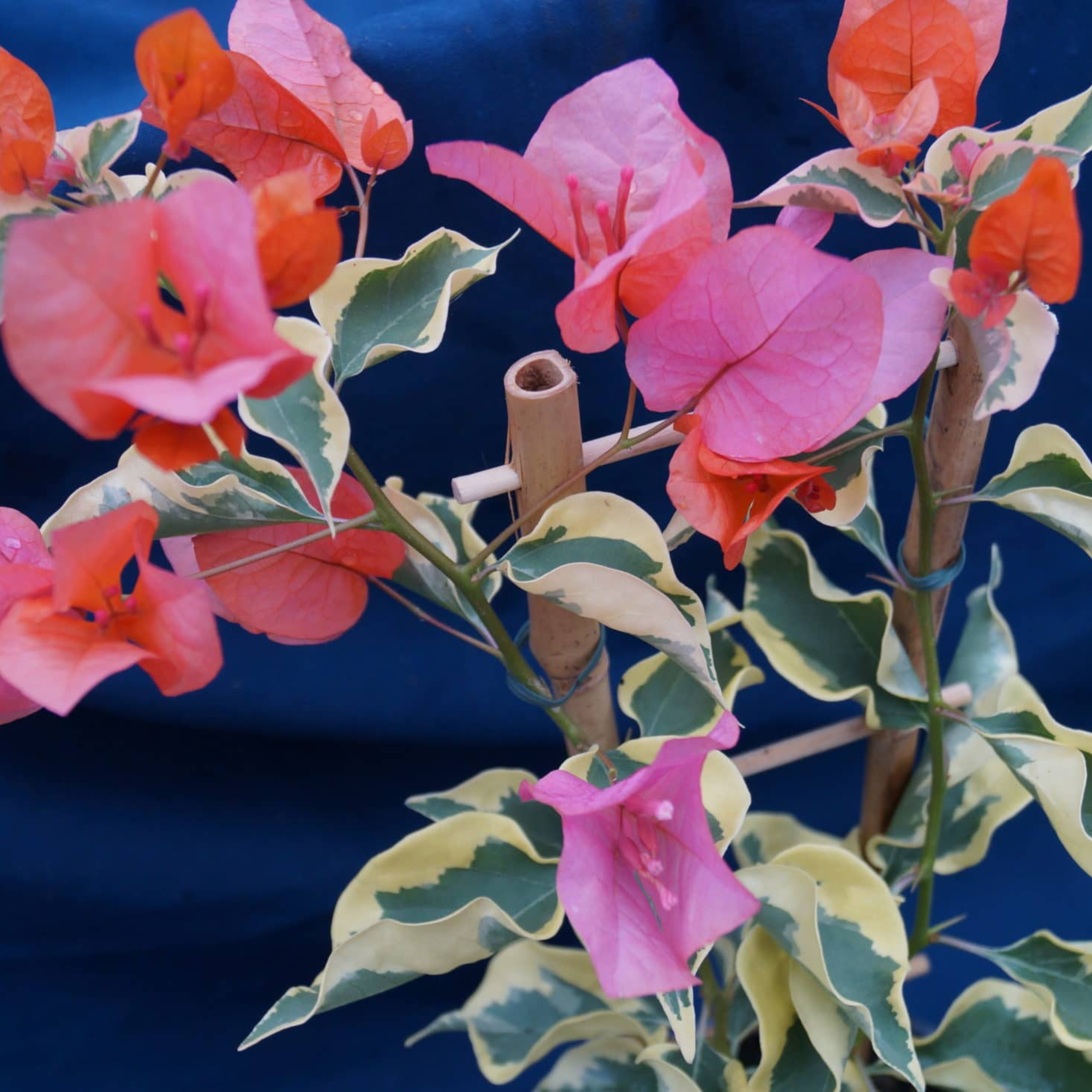 Bougainvillea Variegated with Orange Flowers Rare Flowering Live Plant