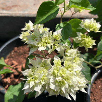 Bougainvillea White Multi Petal (Paper Flower) Flowering Live Plant