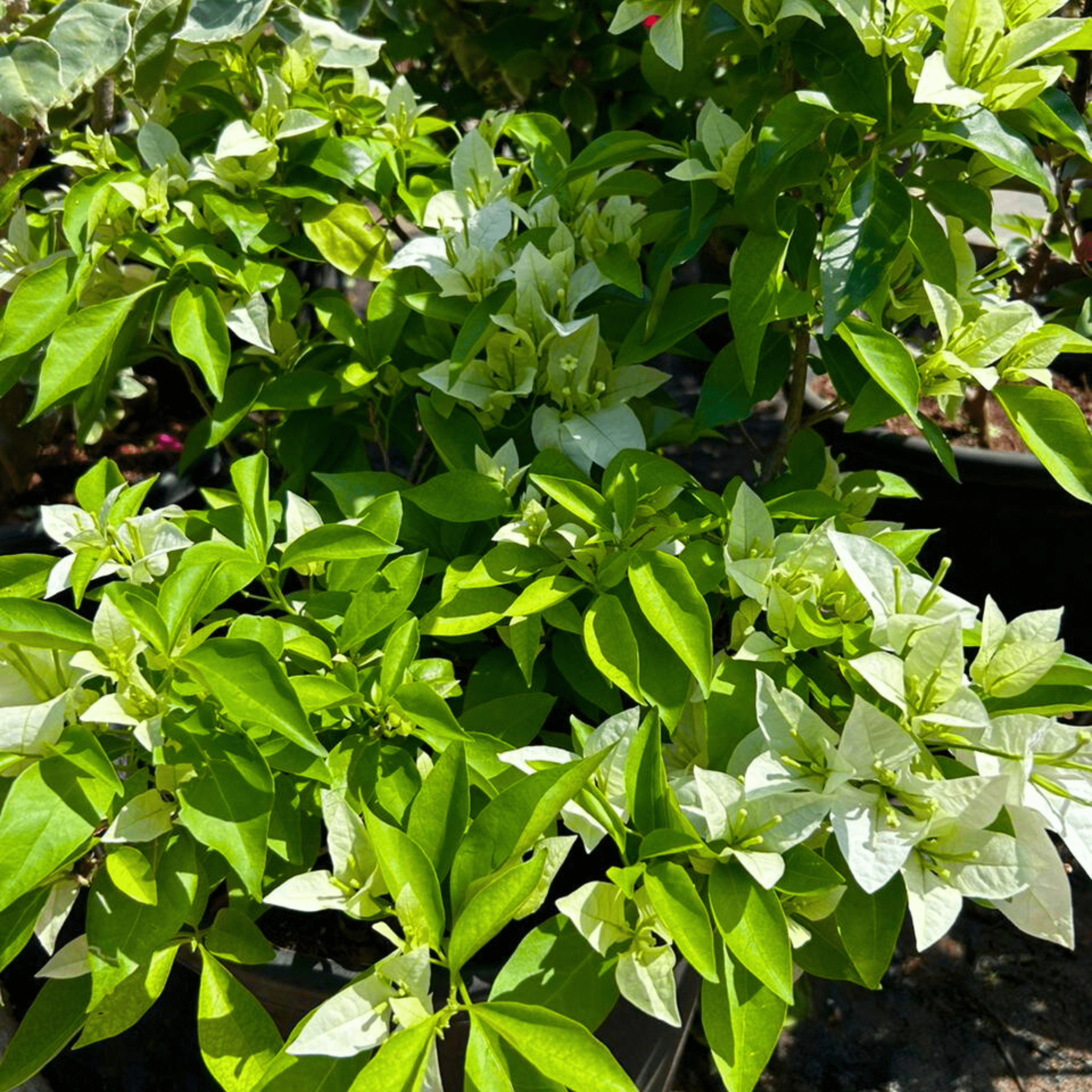 Bougainvillea White (Paper Flower) Flowering Live Plant