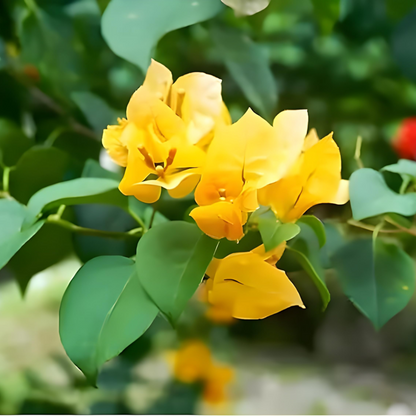 Bougainvillea Yellow Creeper (Paper Flower) Flowering Live Plant