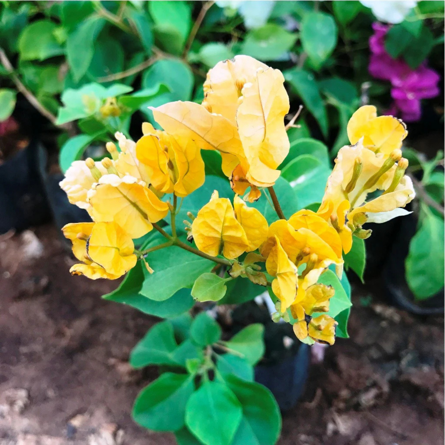 Bougainvillea Yellow Creeper (Paper Flower) Flowering Live Plant