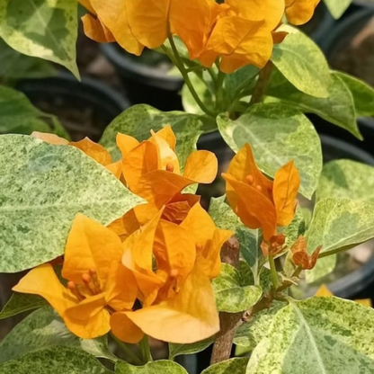 Bougainvillea Yellow Diamond / Snow Yellow (Paper Flower) Rare Flowering Live Plant