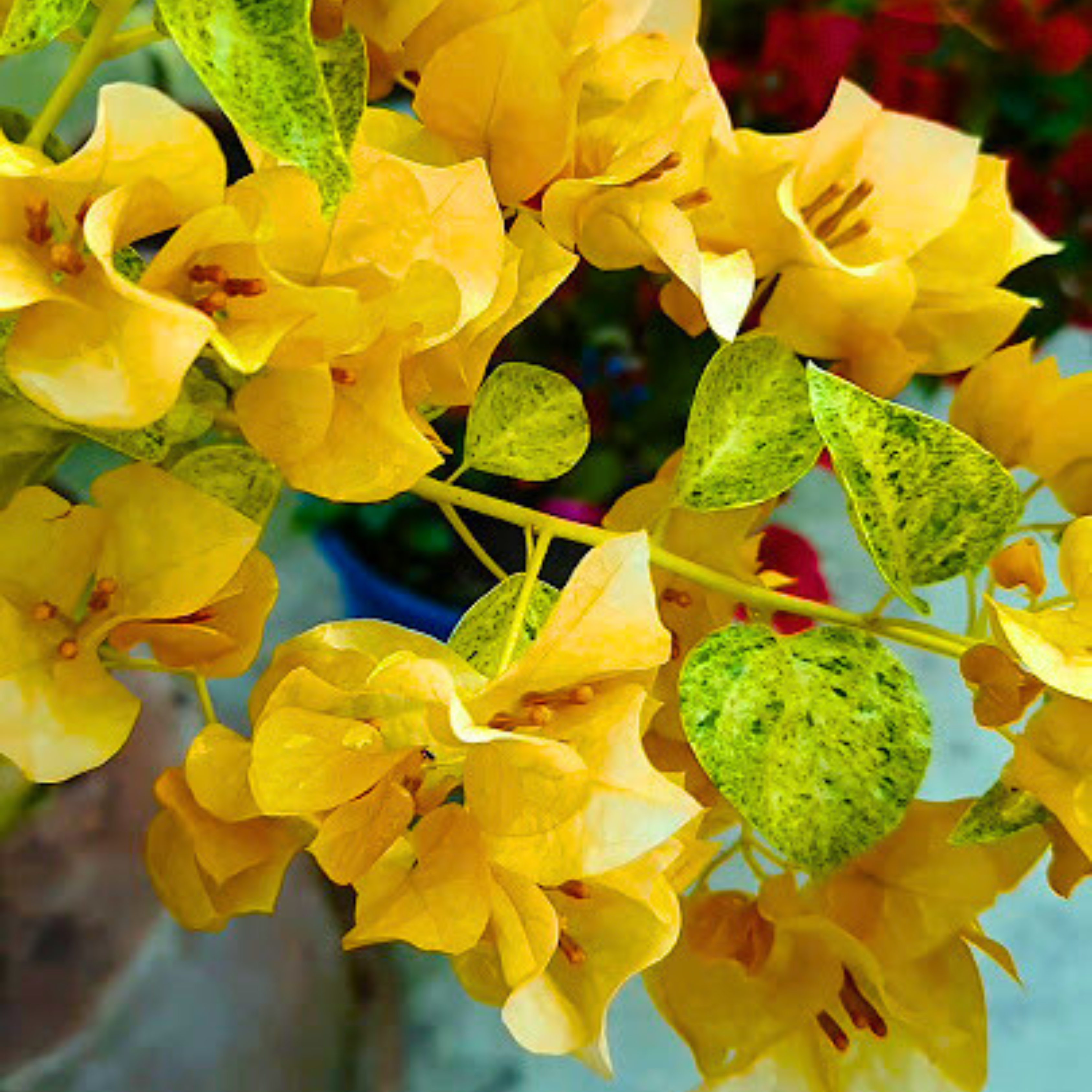 Bougainvillea Yellow Diamond / Snow Yellow (Paper Flower) Rare Flowering Live Plant