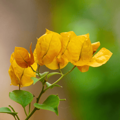 Bougainvillea Yellow (Paper Flower) Flowering Live Plant