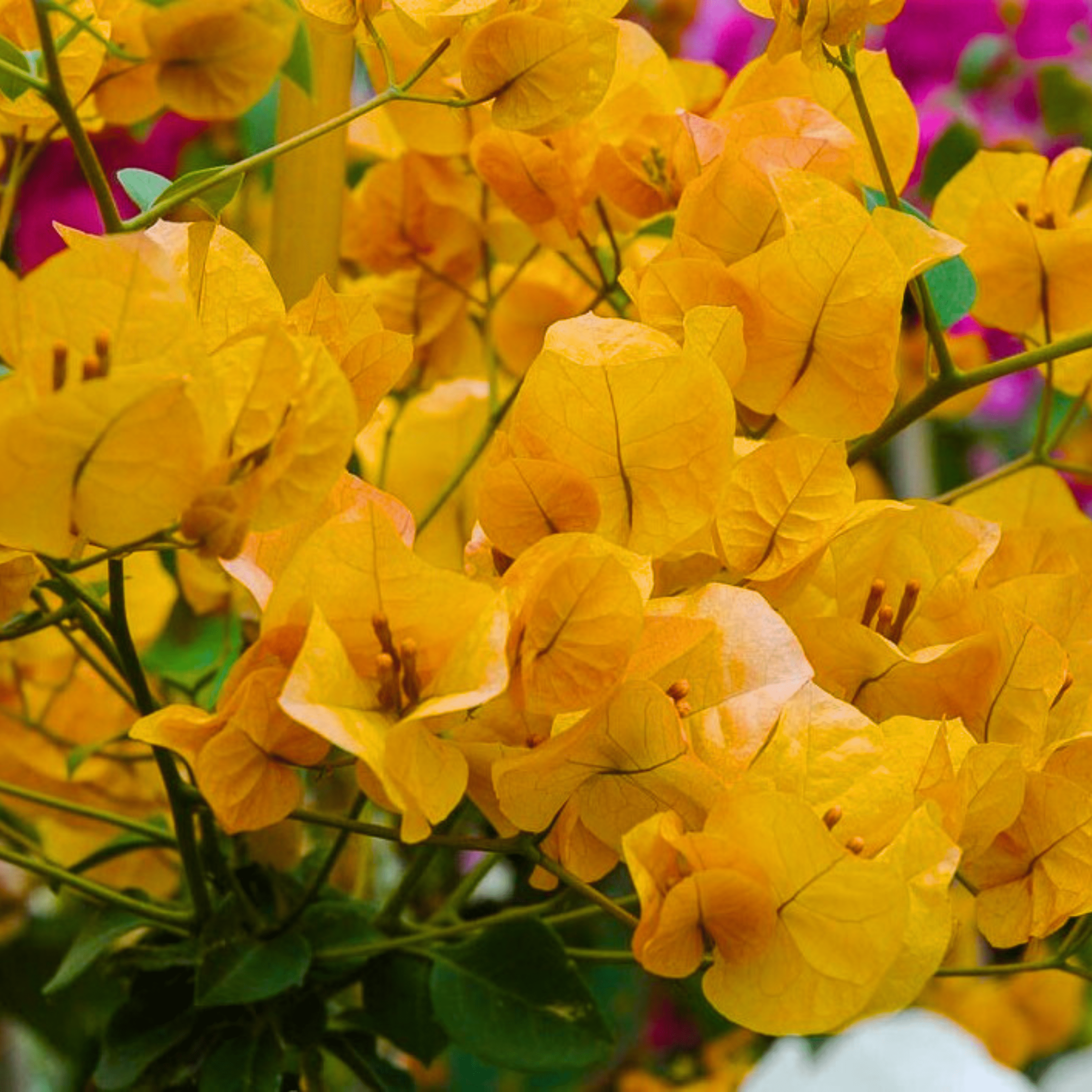 Bougainvillea Yellow (Paper Flower) Flowering Live Plant