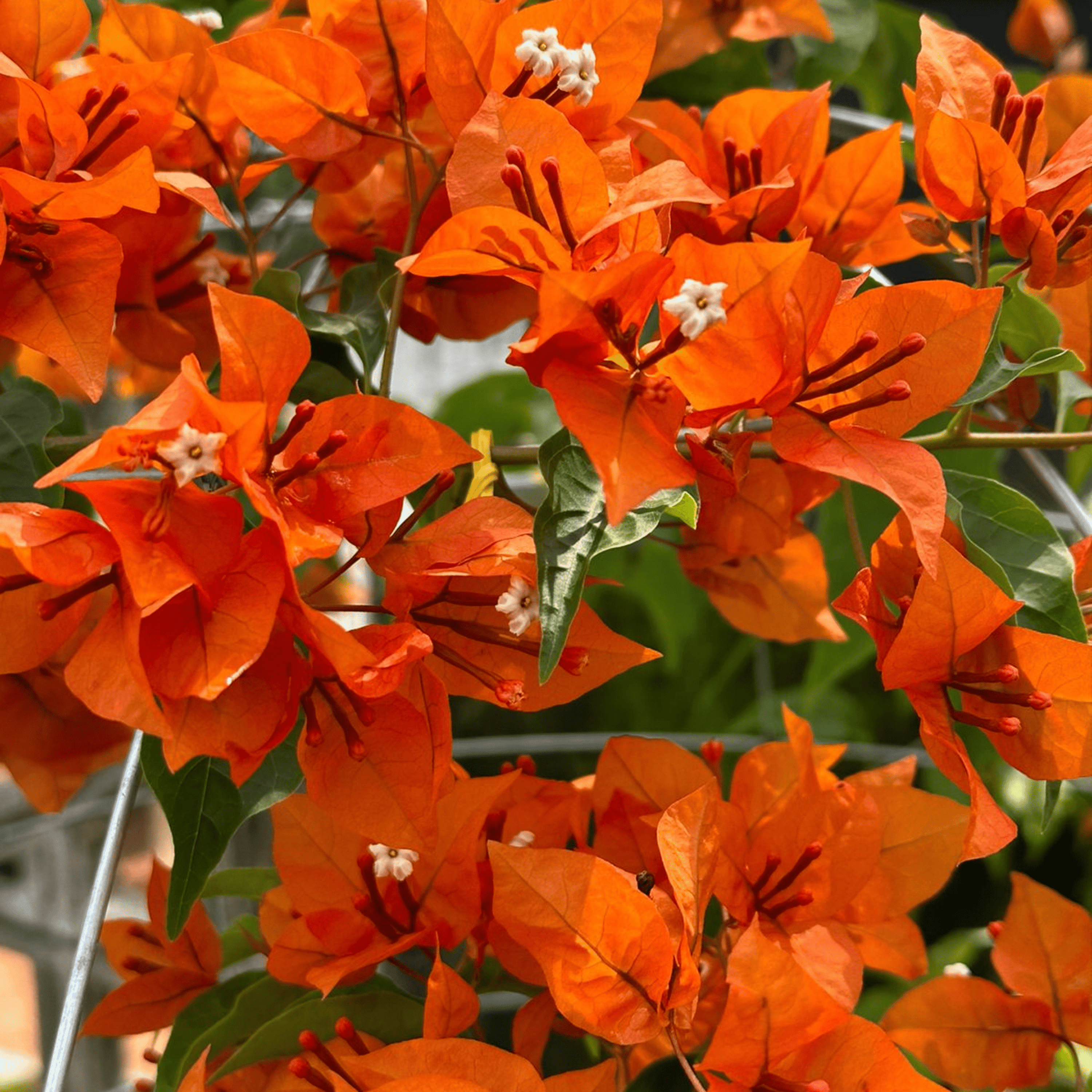 Bougainvillea (Fire Opal) Flowering Live Plant