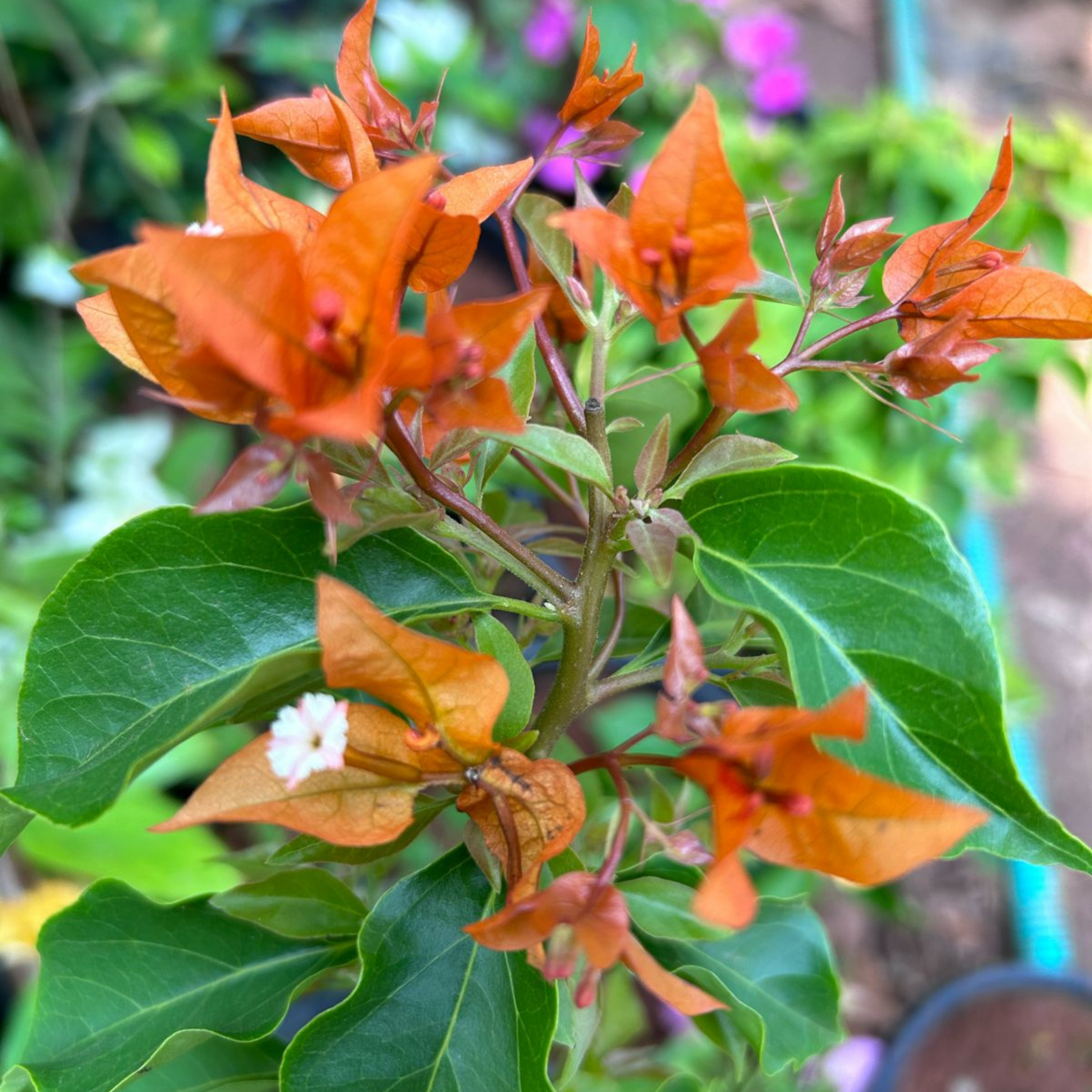 Bougainvillea (Fire Opal) Flowering Live Plant