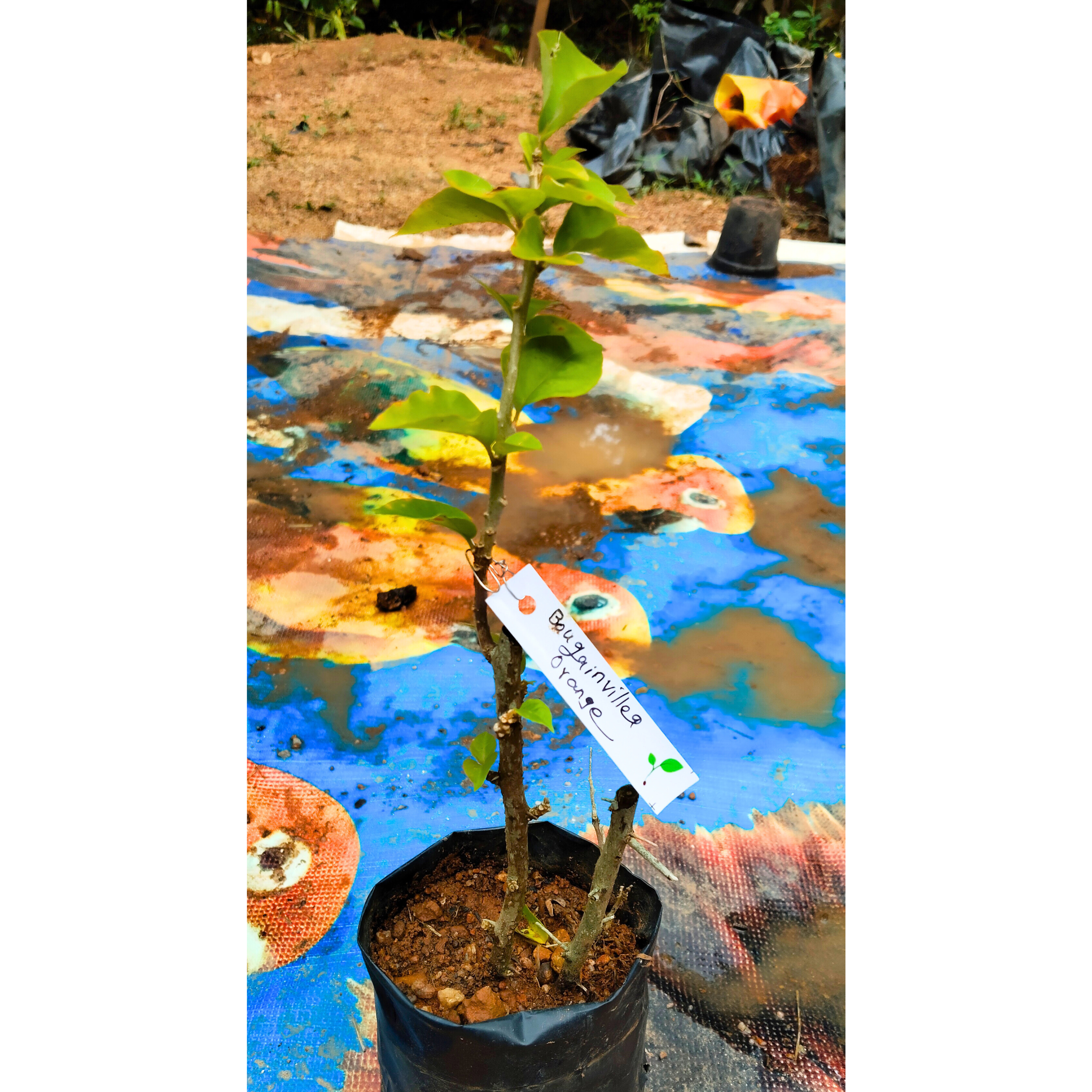 Bougainvillea Orange (Paper Flower) Flowering Live Plant