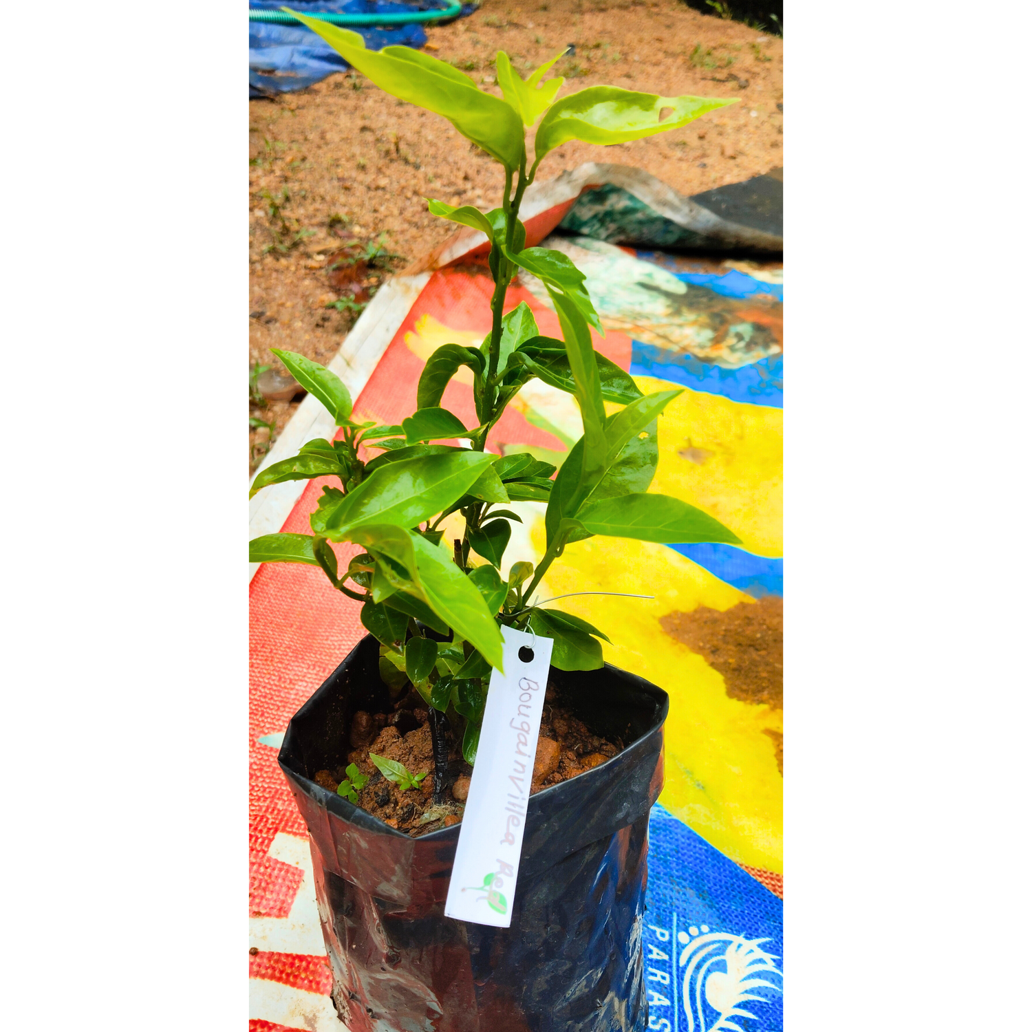 Bougainvillea Red (Paper Flower) Flowering Live Plant