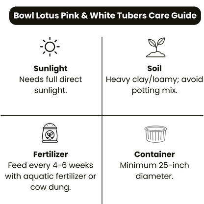 Bowl Lotus Pink &amp; White Tubers Combo