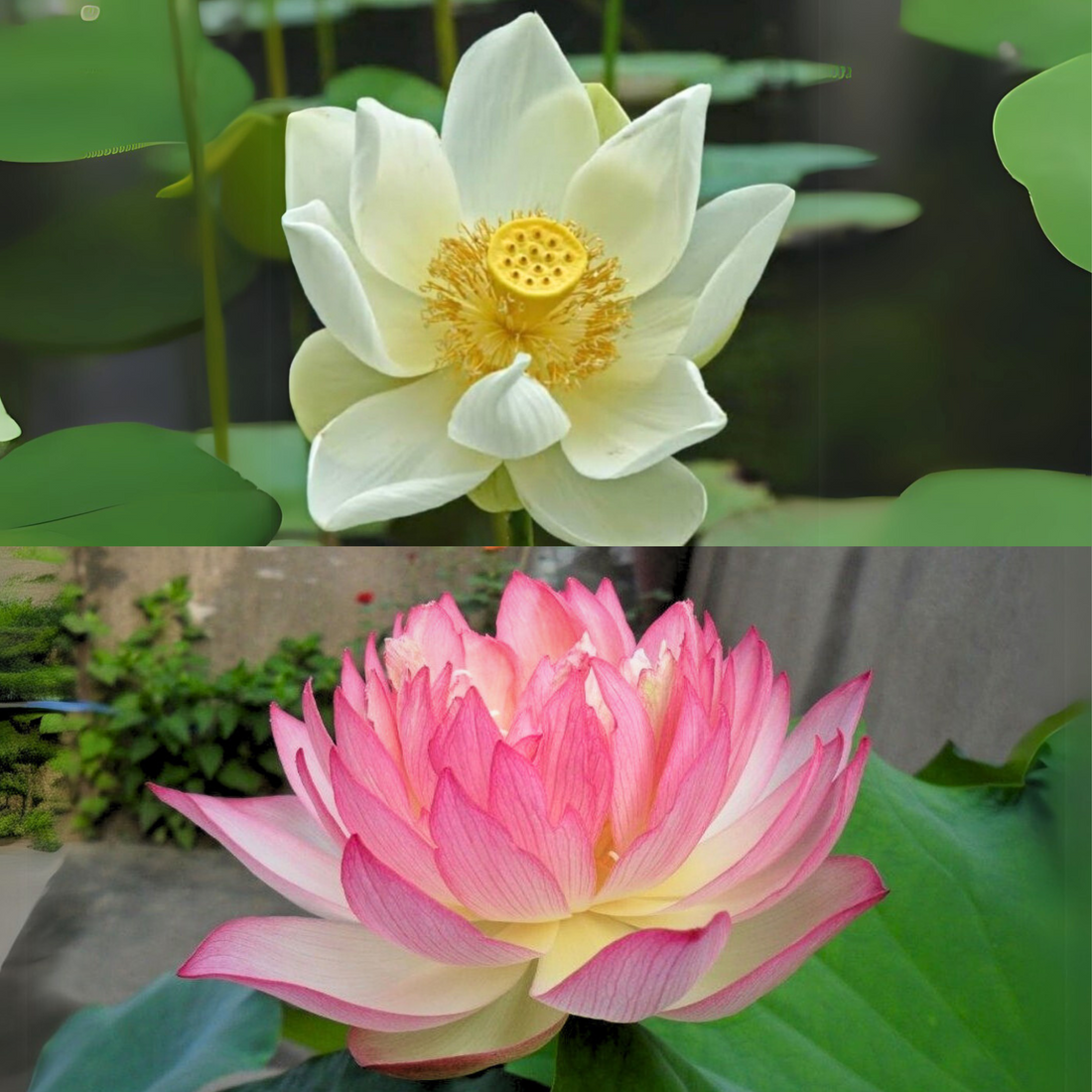 Bowl Lotus Pink &amp; White Tubers Combo