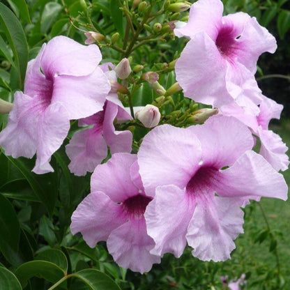 Pandora Jasminoids Pink Flowering Live Plant - Green Leaves