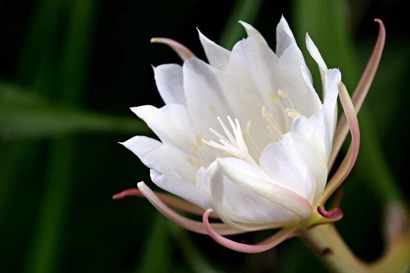 Brahma Kamal - White (Saussurea obvallata) Flowering Live Plant