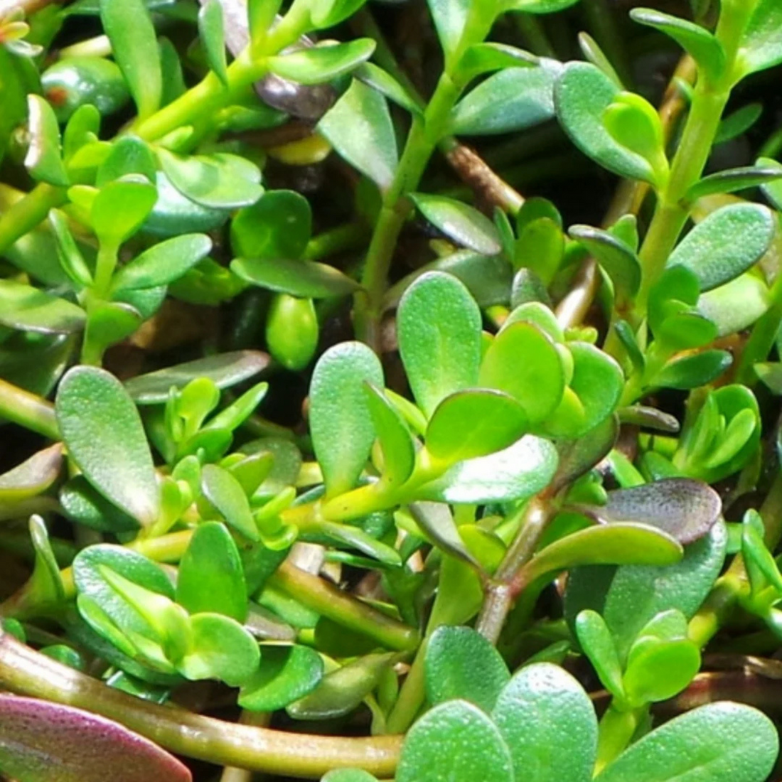 Brahmi / Waterhyssop (Bacopa monnieri) Medicinal Live Plant