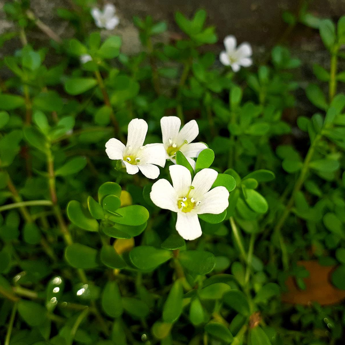 Brahmi / Waterhyssop (Bacopa monnieri) Medicinal Live Plant