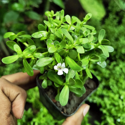 Brahmi / Waterhyssop (Bacopa monnieri) Medicinal Live Plant