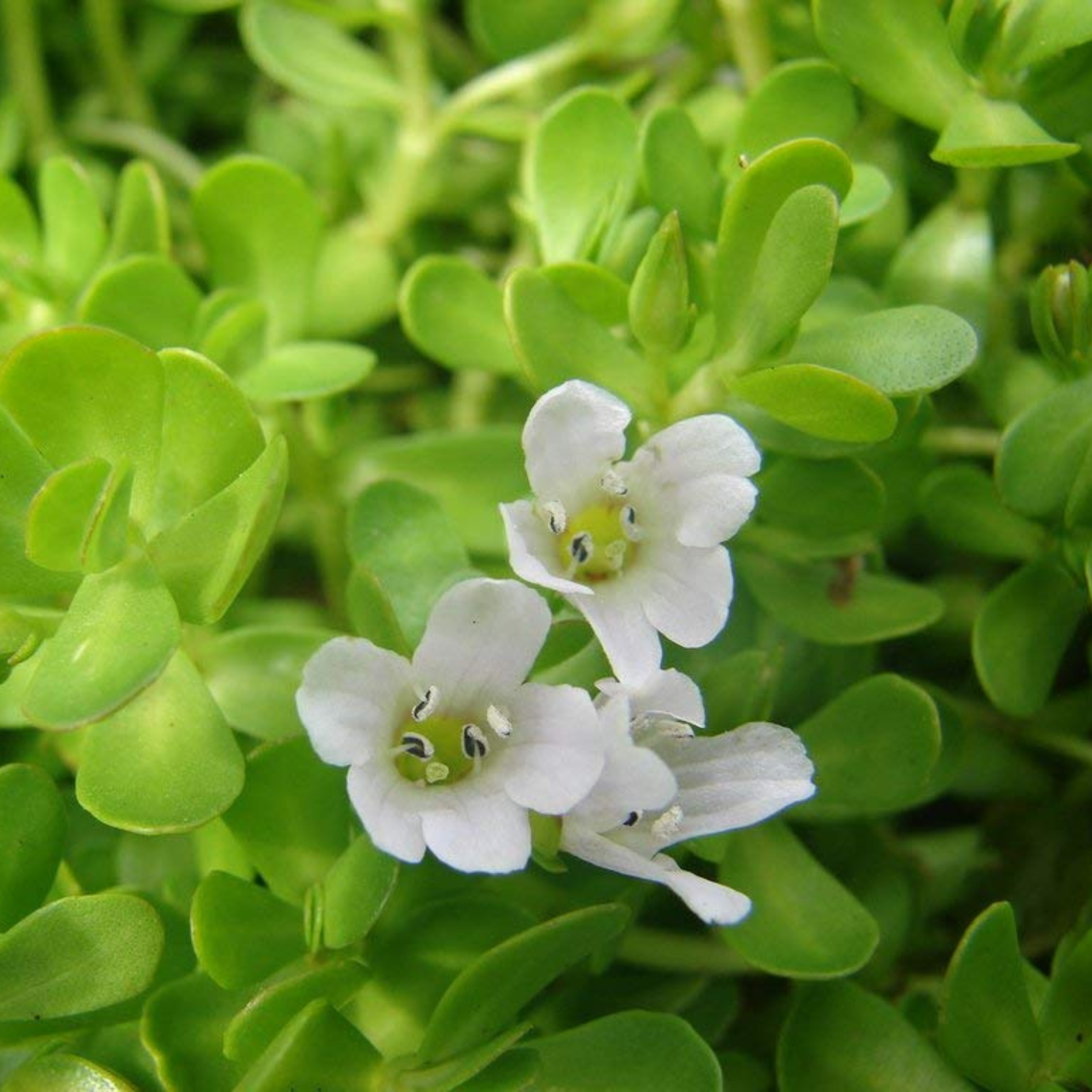 Brahmi / Waterhyssop (Bacopa monnieri) Medicinal Live Plant