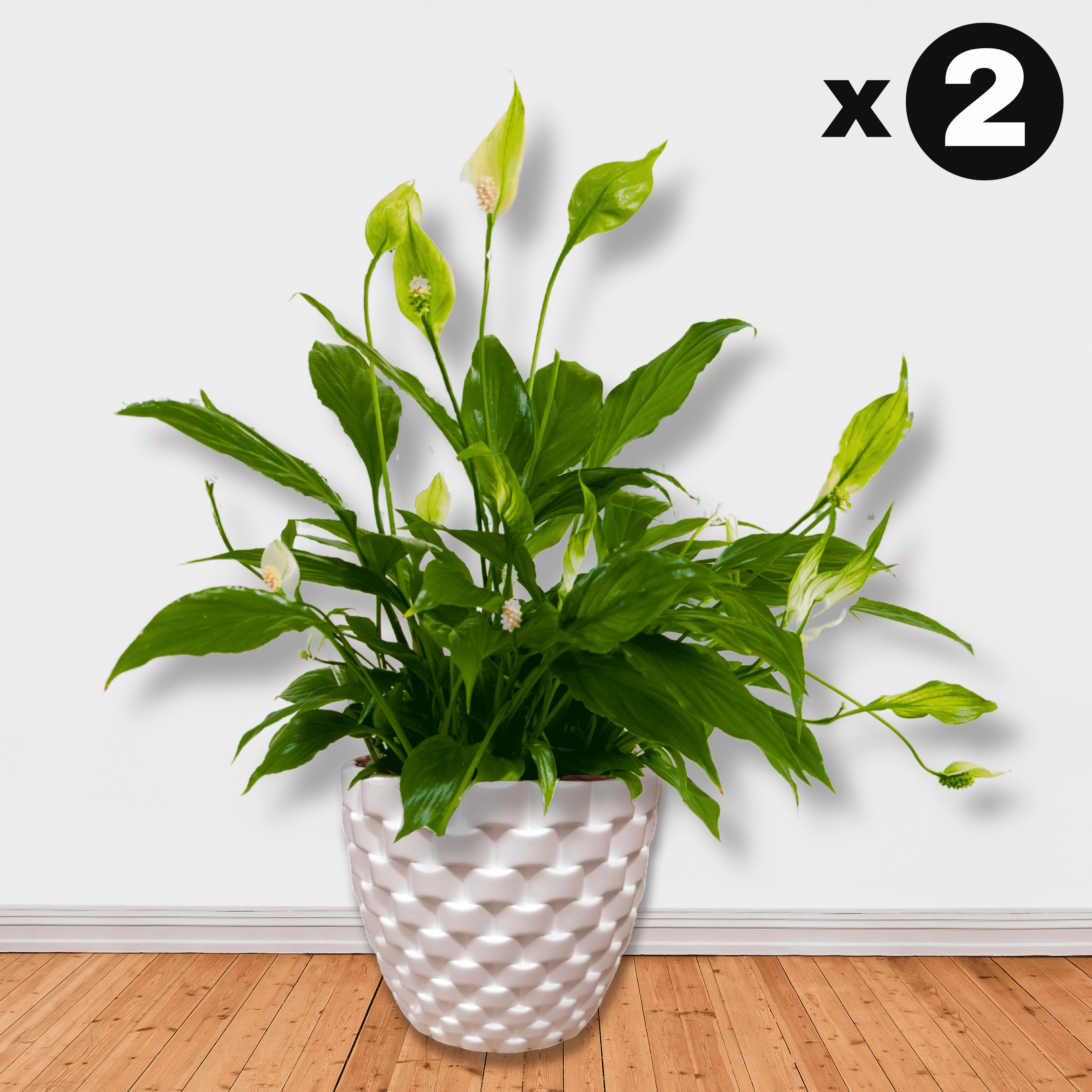 Braided White Indoor Pot