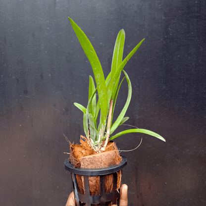 Brassocattleya Jairak Kiku - Blooming size