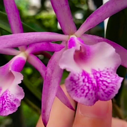 Brassocattleya Jairak Kiku - Blooming size