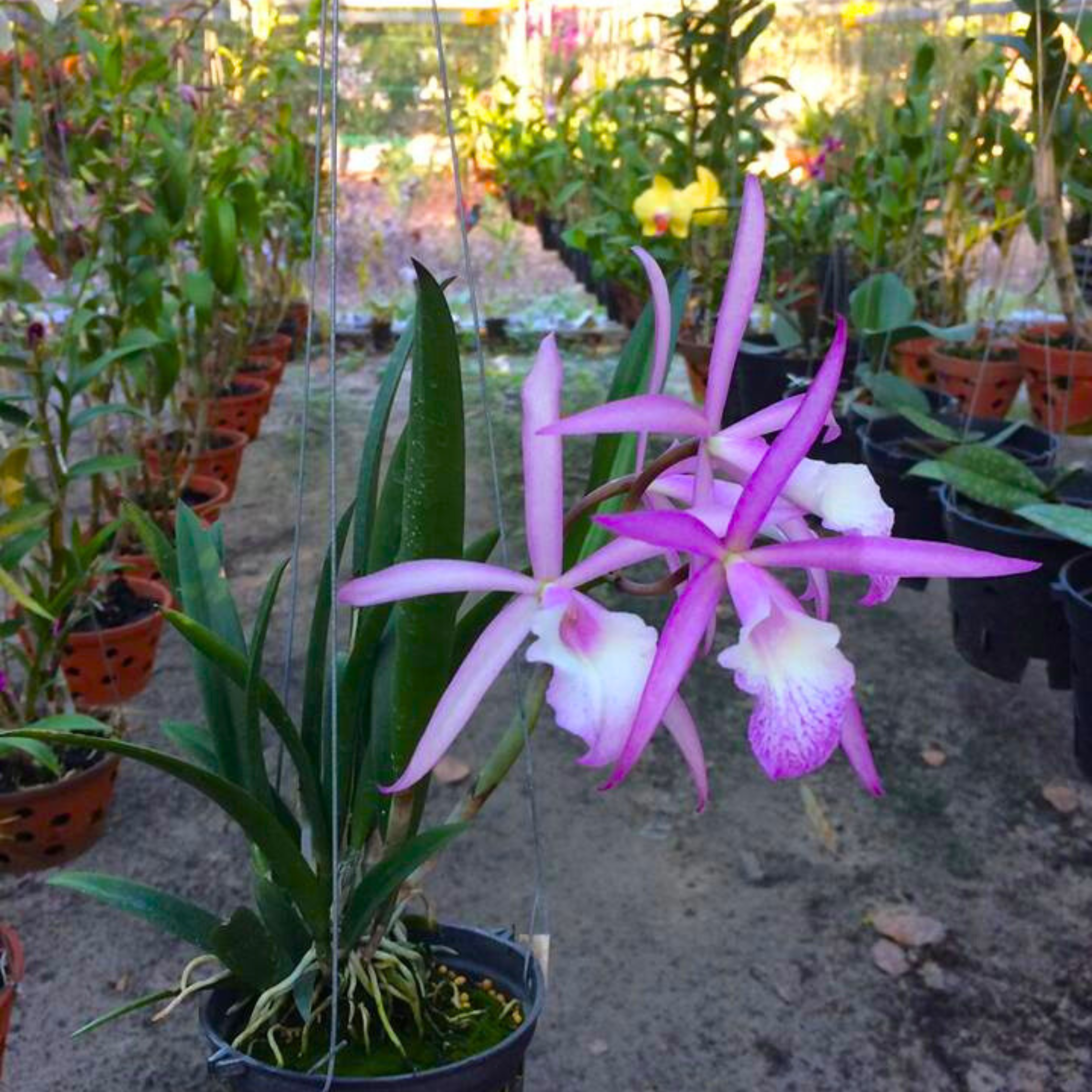 Brassocattleya Jairak Kiku - Blooming size