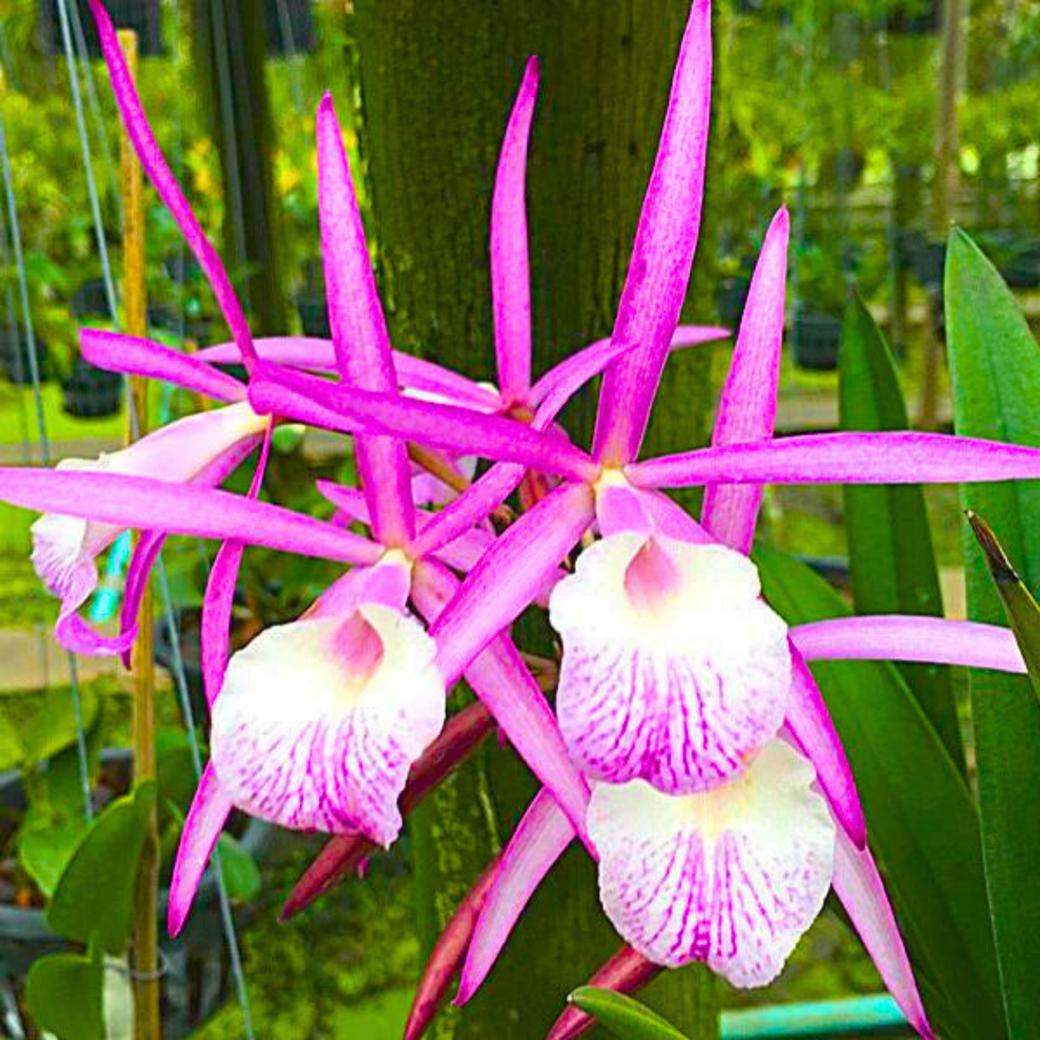 Brassocattleya Jairak Kiku - Blooming size