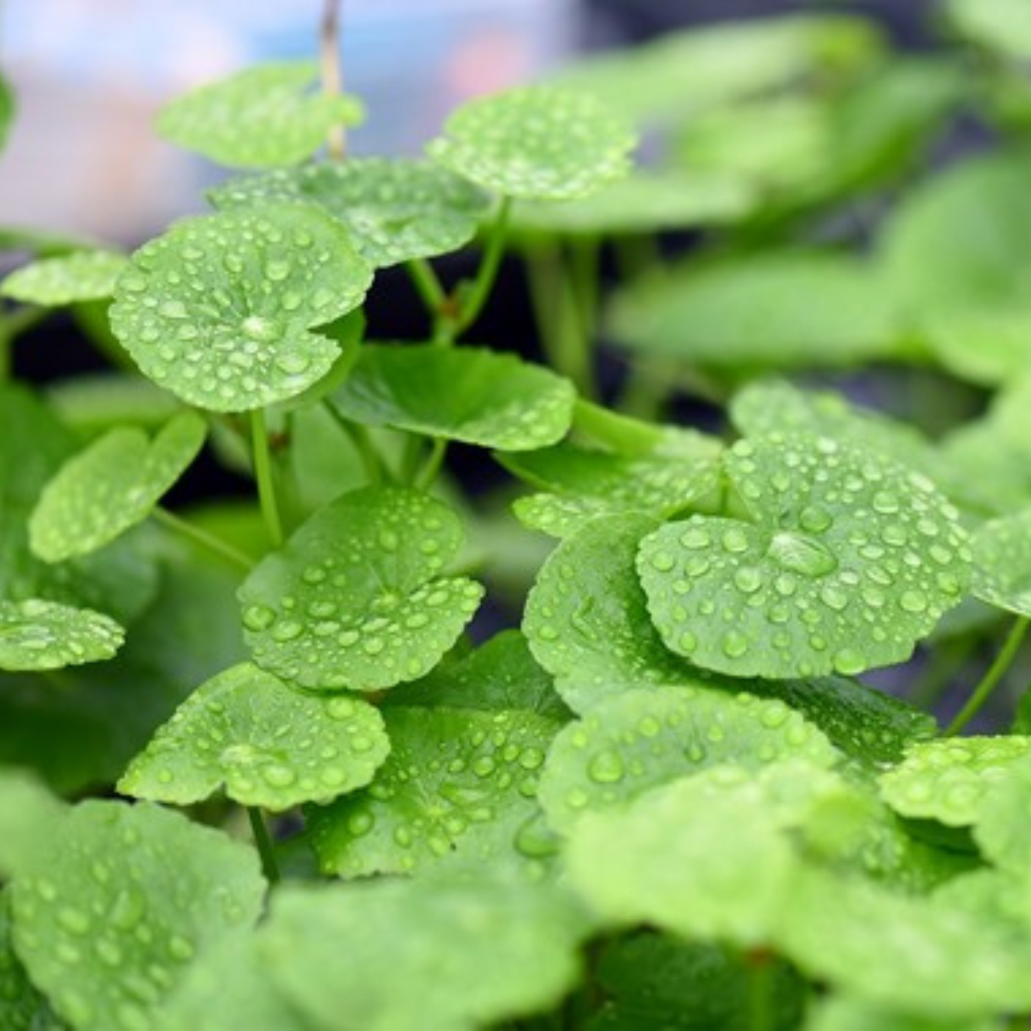 Brazilian Pennywort (hydrocotyle leucocephala) Aquatic Live Plant