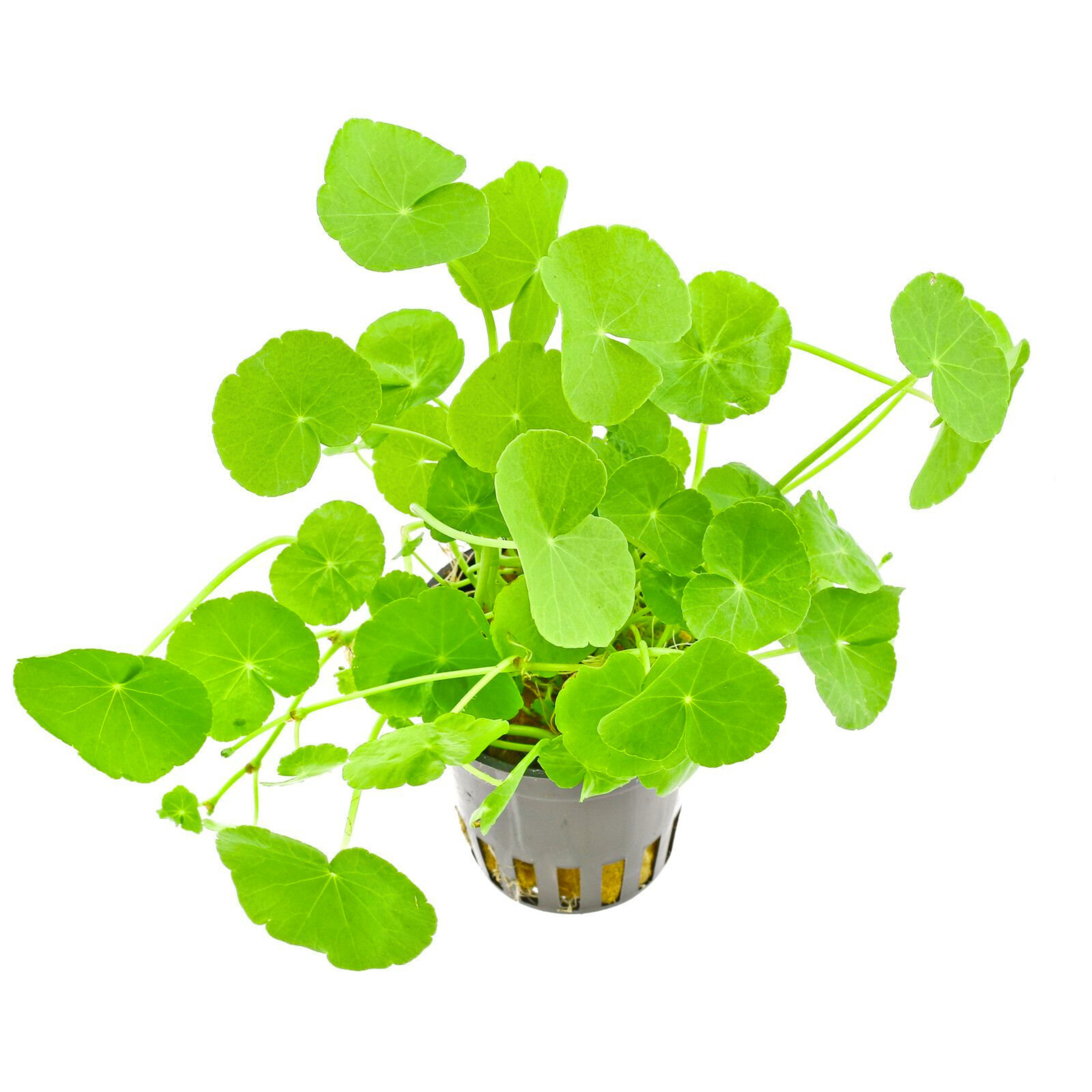 Brazilian Pennywort (hydrocotyle leucocephala) Aquatic Live Plant