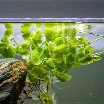 Brazilian Pennywort (hydrocotyle leucocephala) Aquatic Live Plant