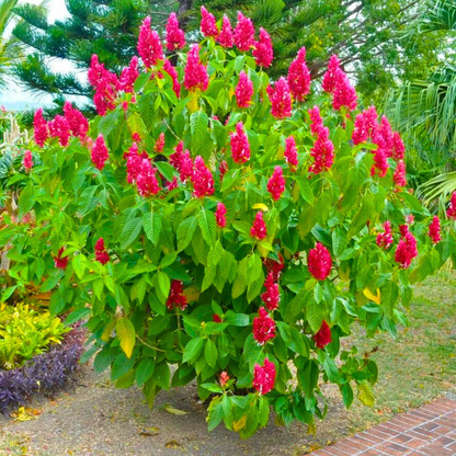 Brazilian Red-Cloak (Megaskepasma erythrochlamys) Rare Flowering Live Plant