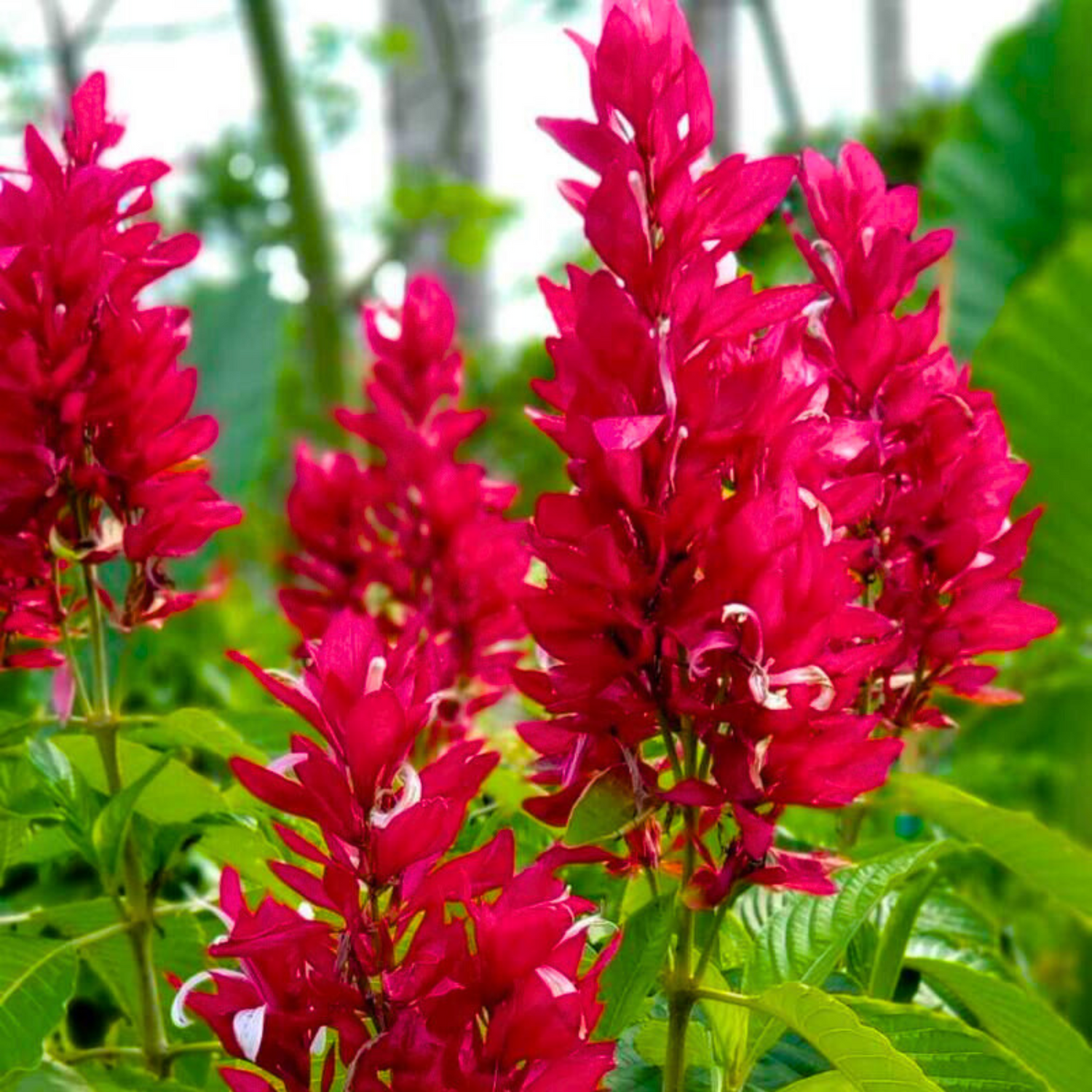 Brazilian Red-Cloak (Megaskepasma erythrochlamys) Rare Flowering Live Plant