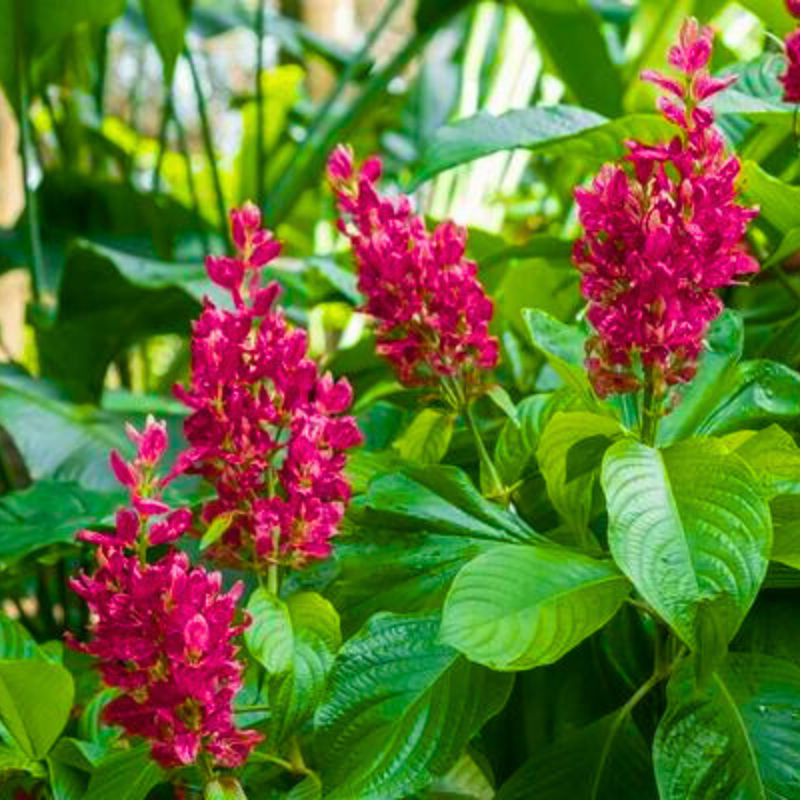 Brazilian Red-Cloak (Megaskepasma erythrochlamys) Rare Flowering Live Plant