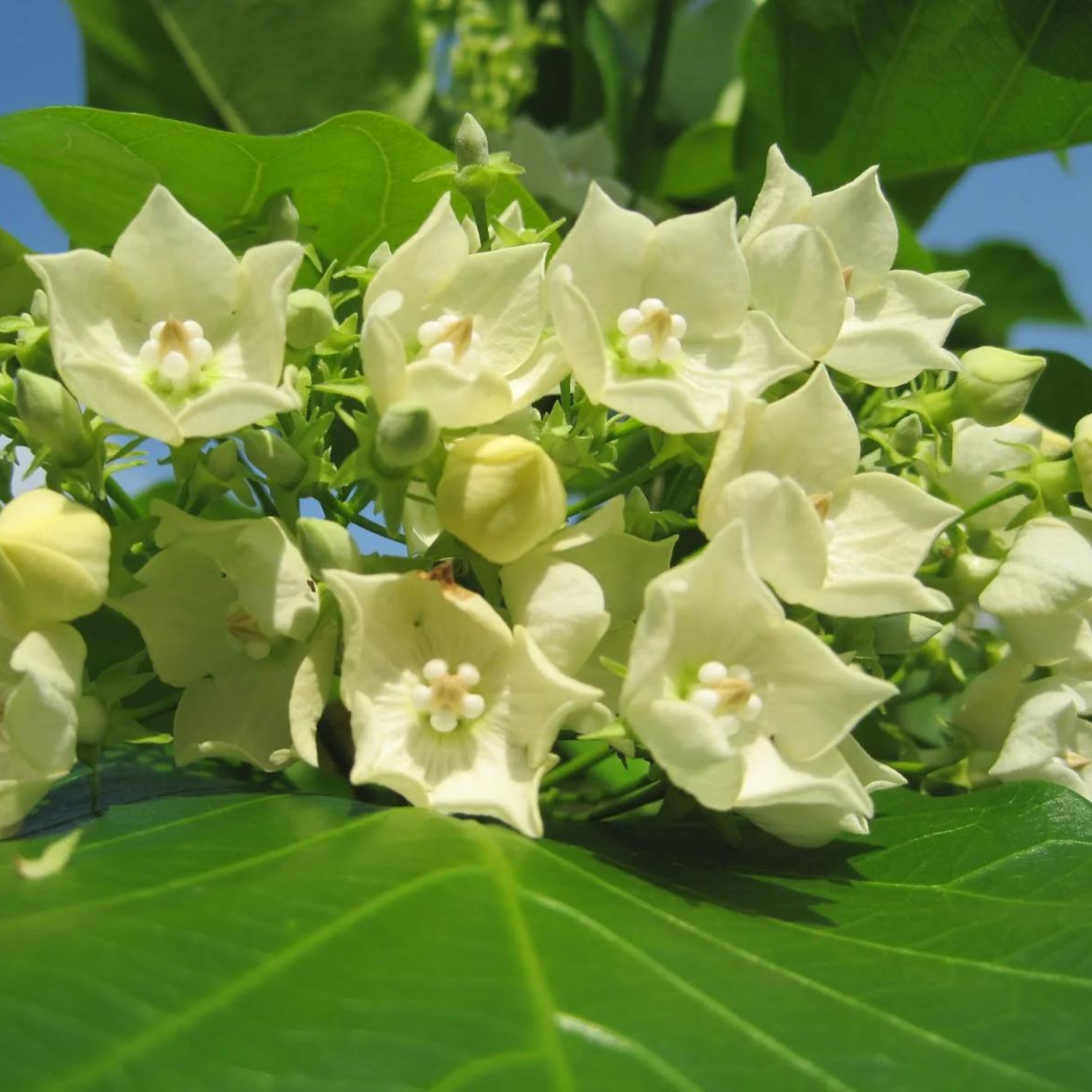 Bread Flower Vine (Vallaris glabra) Flowering Live Plant