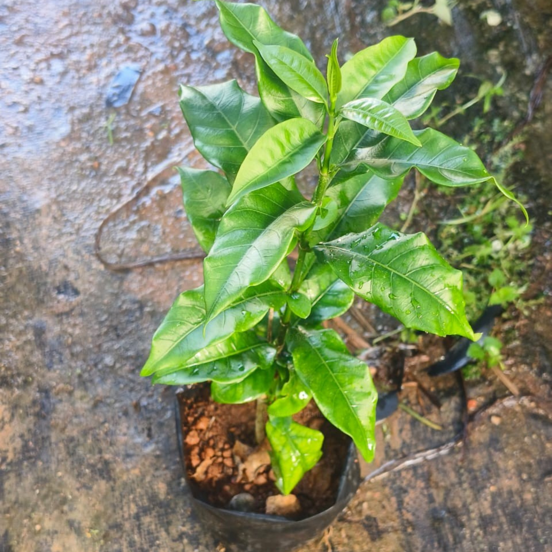 Bread Flower Vine (Vallaris glabra) Flowering Live Plant