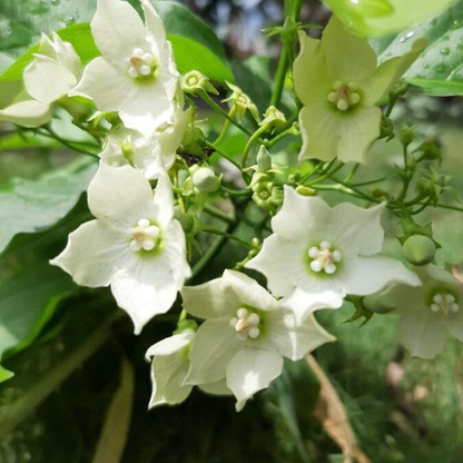 Bread Flower Vine (Vallaris glabra) Flowering Live Plant