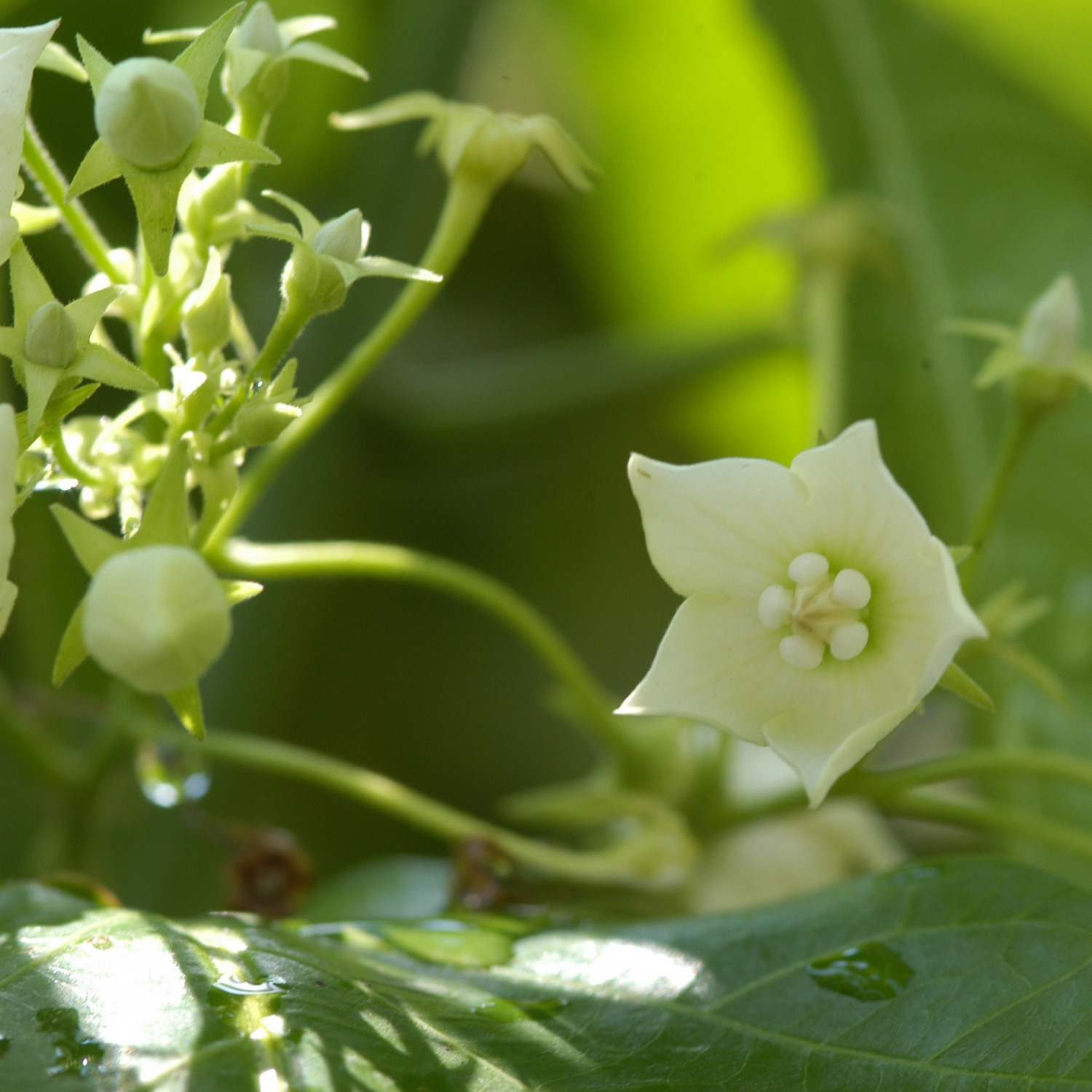 Bread Flower Vine (Vallaris glabra) Flowering Live Plant