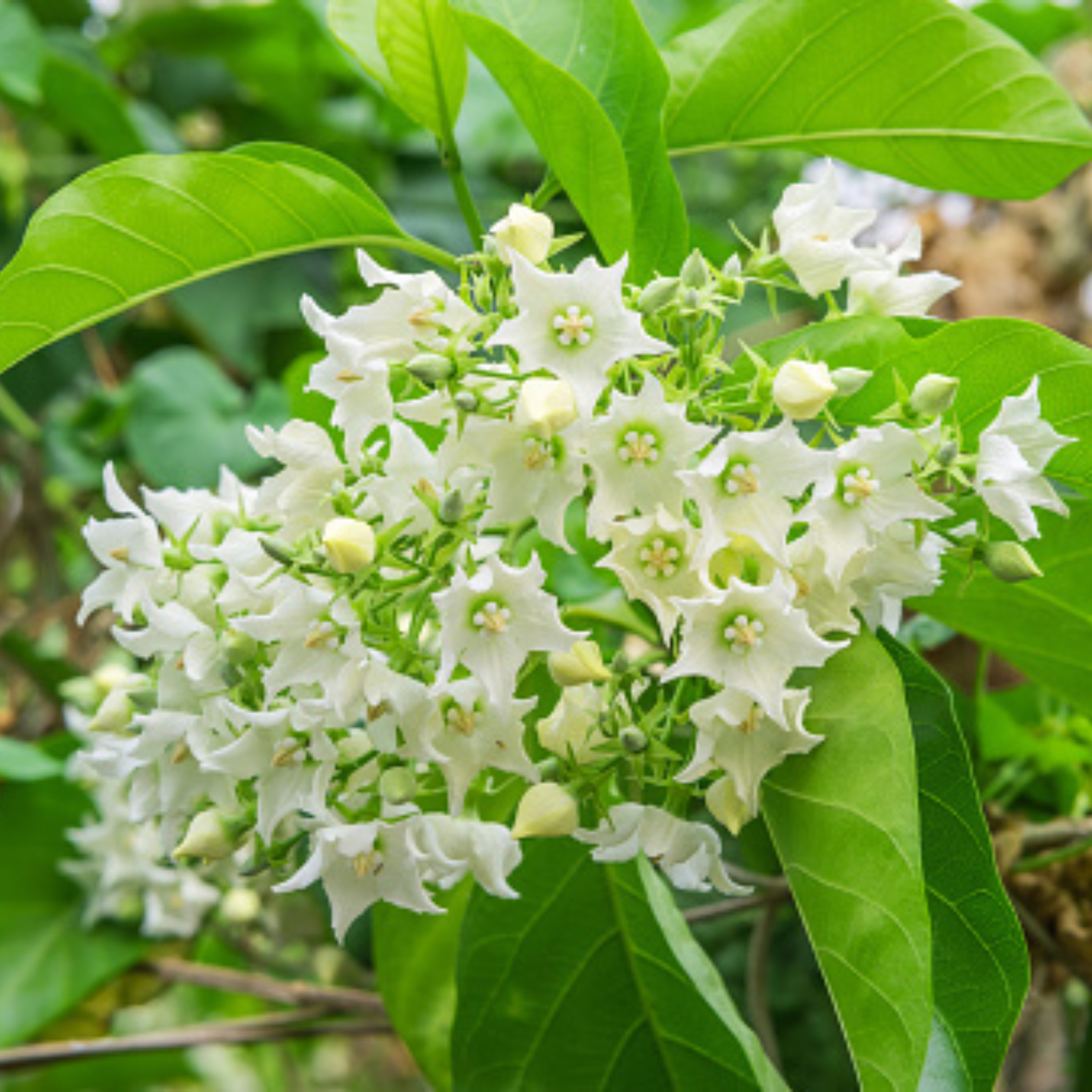 Bread Flower Vine (Vallaris glabra) Flowering Live Plant