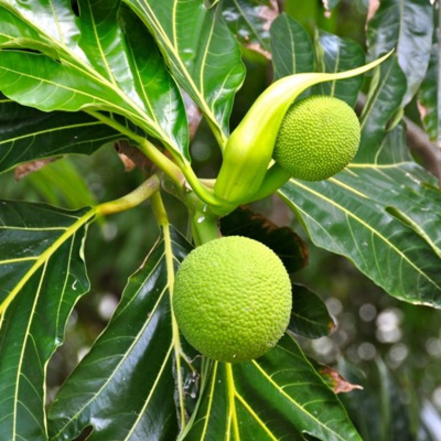 Breadfruit / Kadachakka (Artocarpus altilis) Fruit Live Plant