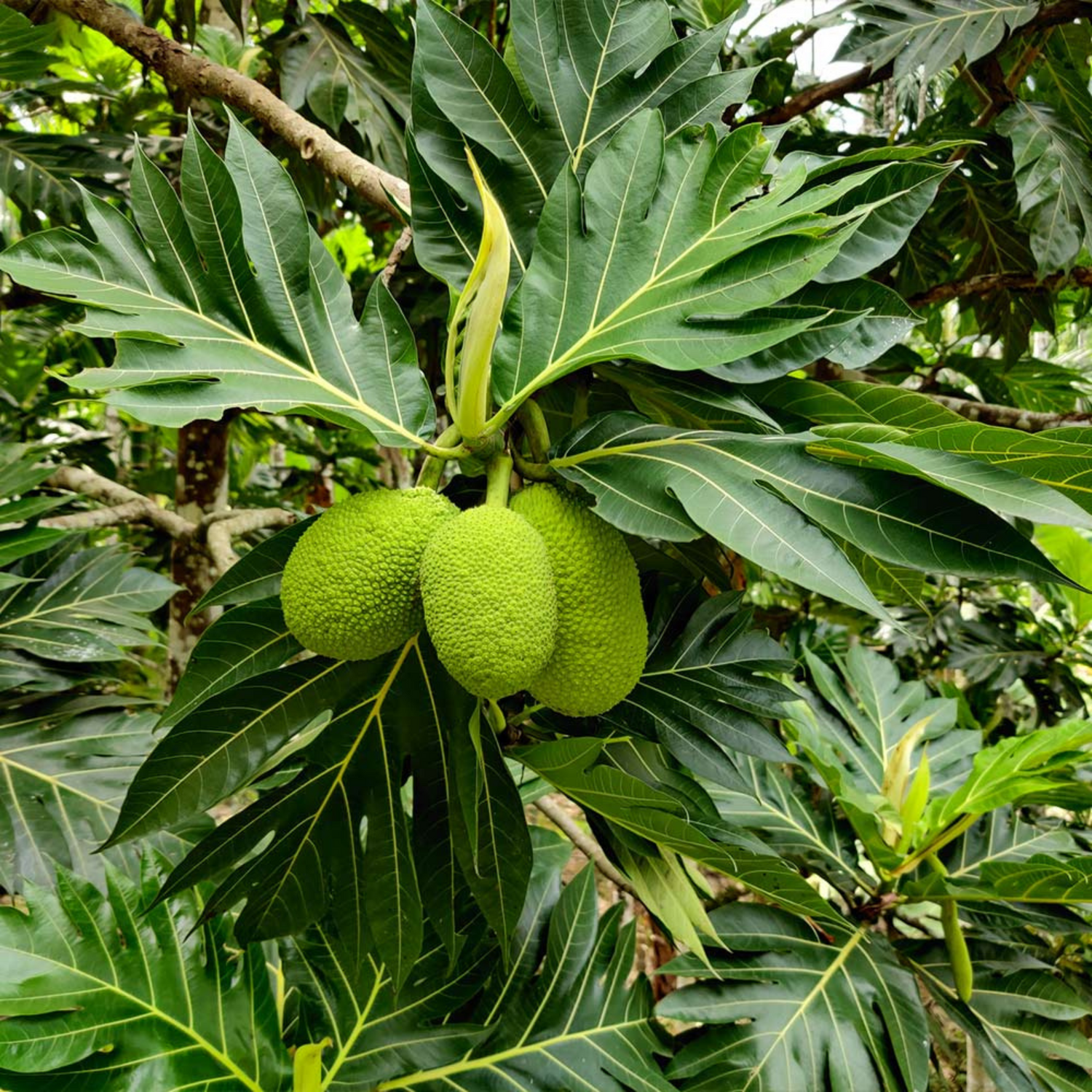 Breadfruit / Kadachakka (Artocarpus altilis) Fruit Live Plant