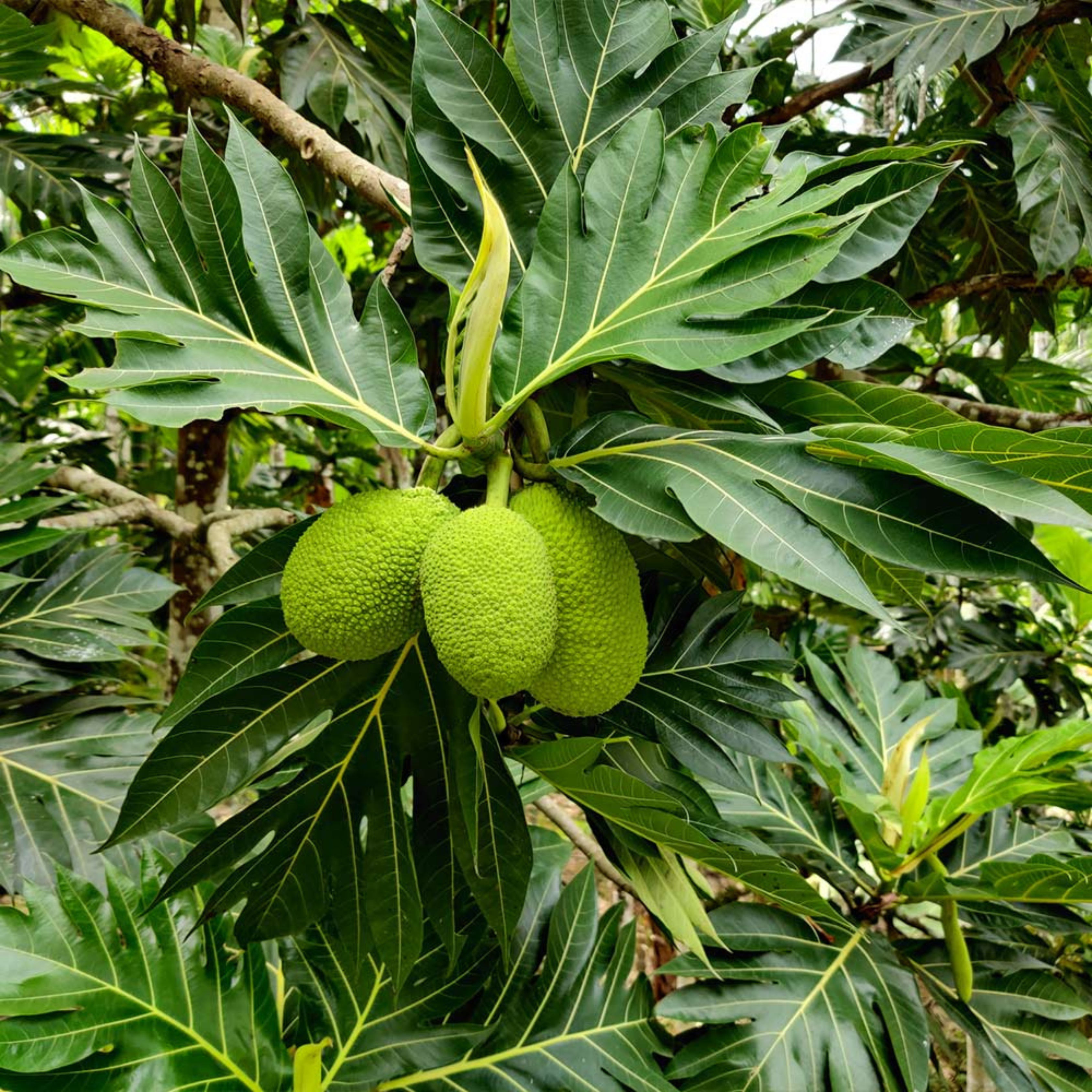 Breadfruit / Kadachakka (Artocarpus altilis) Fruit Live Plant