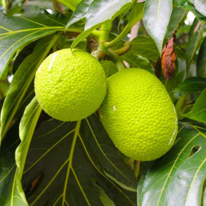 Breadfruit / Kadachakka (Artocarpus altilis) Fruit Live Plant