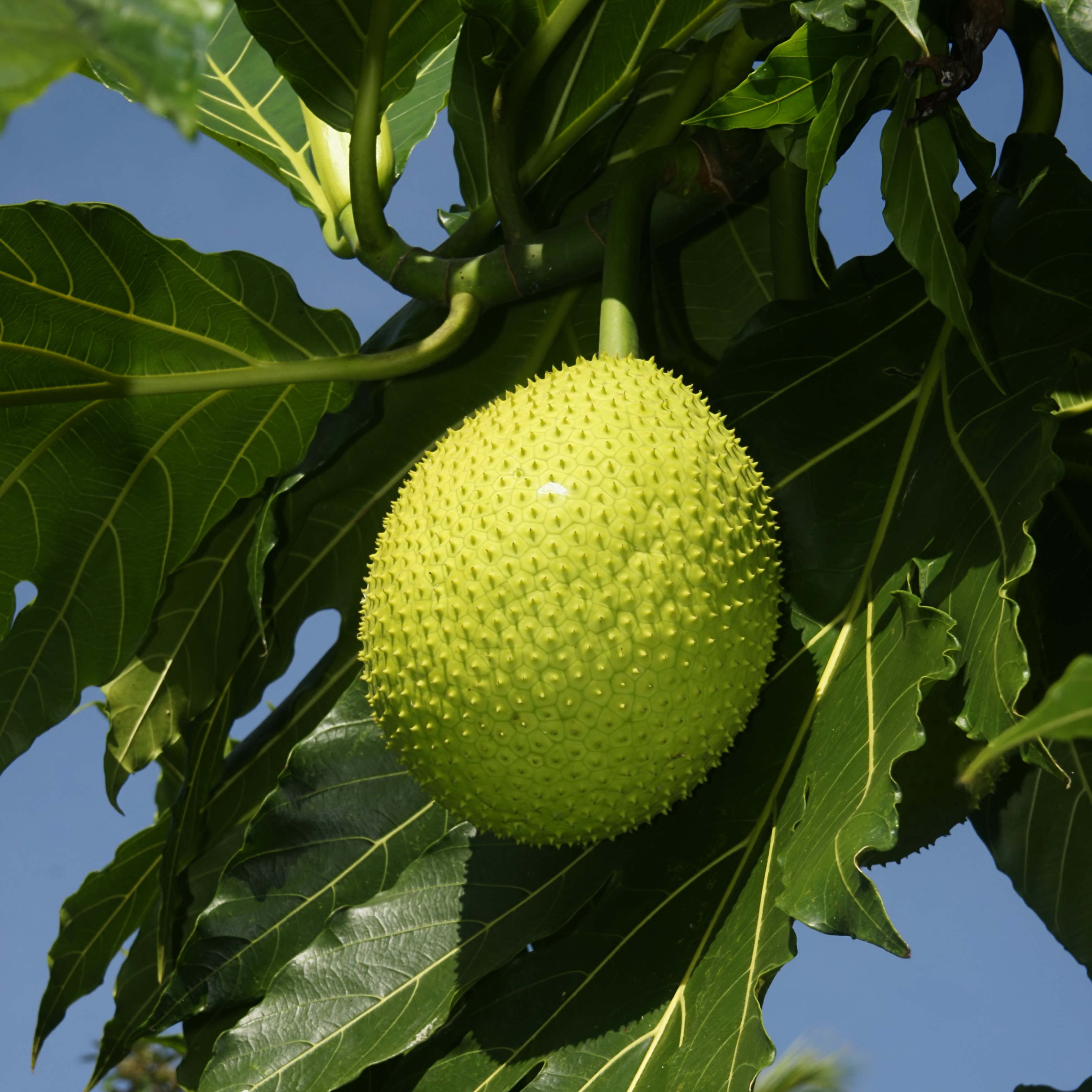 Breadfruit / Kadachakka (Artocarpus altilis) Fruit Live Plant