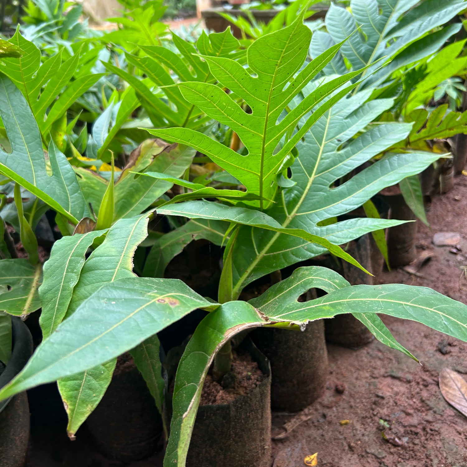 Breadfruit / Kadachakka (Artocarpus altilis) Fruit Live Plant