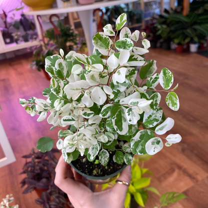 Breynia Disticha (Snow Bush) Indoor/Outdoor Live Plant