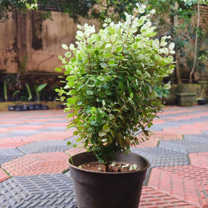 Breynia Disticha (Snow Bush) Indoor/Outdoor Live Plant