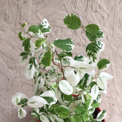 Breynia Disticha (Snow Bush) Indoor/Outdoor Live Plant