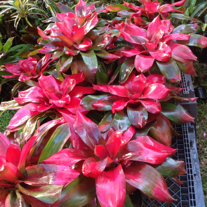 Bromeliad Neoregelia Magali Indoor/Outdoor Live Plant