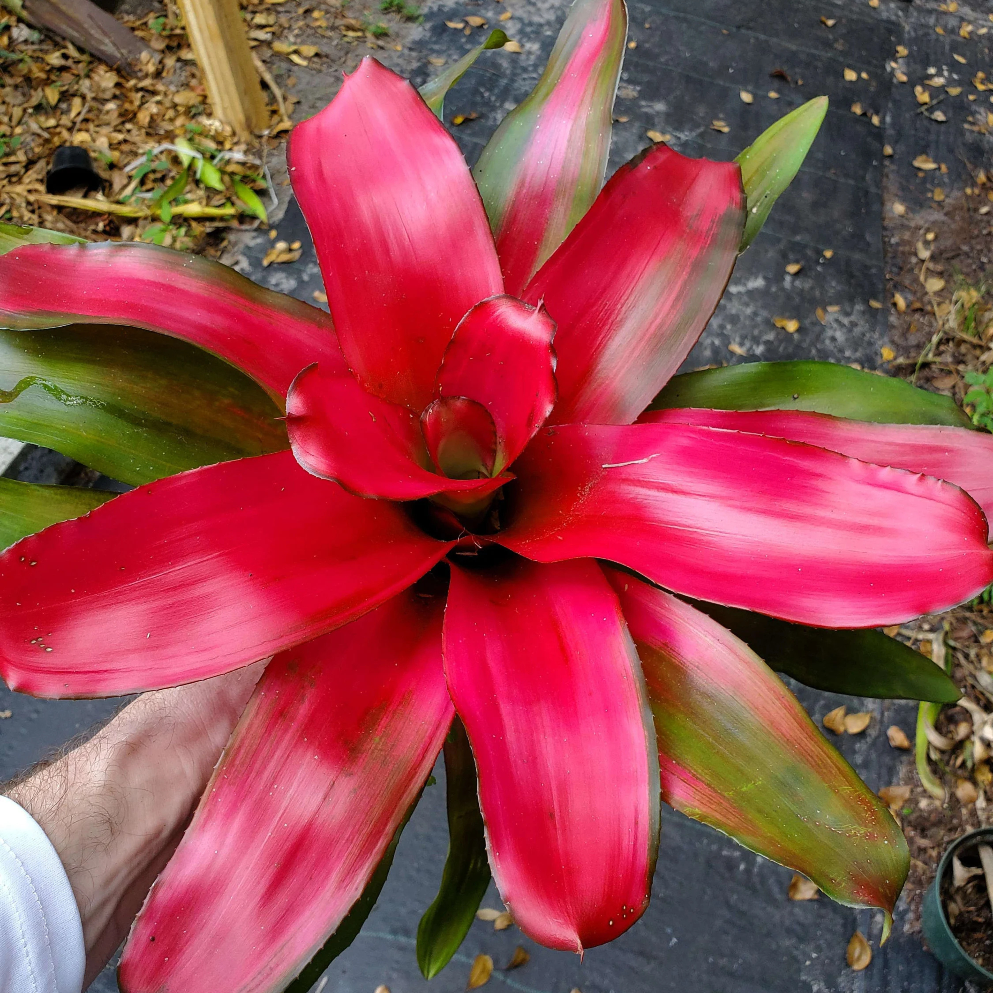 Bromeliad Neoregelia Magali Indoor/Outdoor Live Plant