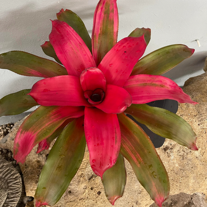 Bromeliad Neoregelia Magali Indoor/Outdoor Live Plant